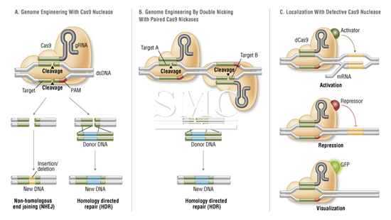 CRISPR-Cas9